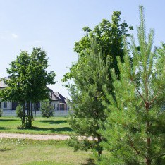 Кругом деревья, поселок Онегино